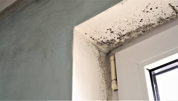 Professional Mold Removal in East Missoula, MT